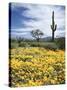 Organ Pipe Cactus Nm, Saguaro Cactus and Desert Wildflowers-Christopher Talbot Frank-Stretched Canvas