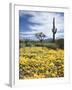 Organ Pipe Cactus Nm, Saguaro Cactus and Desert Wildflowers-Christopher Talbot Frank-Framed Premium Photographic Print