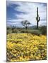 Organ Pipe Cactus Nm, Saguaro Cactus and Desert Wildflowers-Christopher Talbot Frank-Mounted Premium Photographic Print