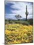 Organ Pipe Cactus Nm, Saguaro Cactus and Desert Wildflowers-Christopher Talbot Frank-Mounted Photographic Print