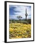 Organ Pipe Cactus Nm, Saguaro Cactus and Desert Wildflowers-Christopher Talbot Frank-Framed Photographic Print