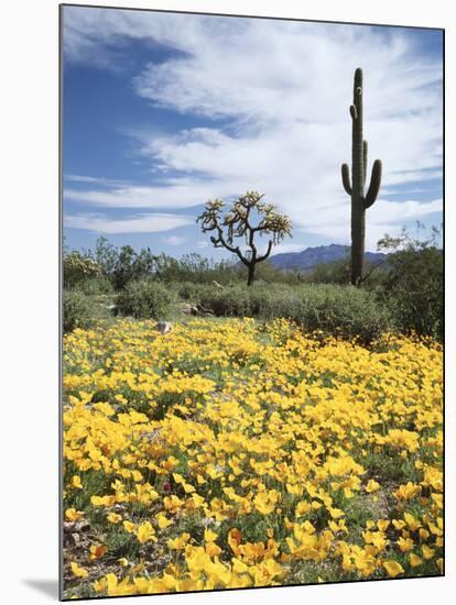 Organ Pipe Cactus Nm, Saguaro Cactus and Desert Wildflowers-Christopher Talbot Frank-Mounted Photographic Print