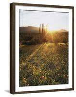 Organ Pipe Cactus Nm, Sunrise Onan Organ Pipe and California Poppy-Christopher Talbot Frank-Framed Premium Photographic Print