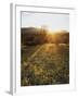 Organ Pipe Cactus Nm, Sunrise Onan Organ Pipe and California Poppy-Christopher Talbot Frank-Framed Premium Photographic Print