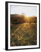 Organ Pipe Cactus Nm, Sunrise Onan Organ Pipe and California Poppy-Christopher Talbot Frank-Framed Premium Photographic Print