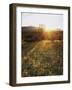 Organ Pipe Cactus Nm, Sunrise Onan Organ Pipe and California Poppy-Christopher Talbot Frank-Framed Photographic Print