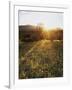 Organ Pipe Cactus Nm, Sunrise Onan Organ Pipe and California Poppy-Christopher Talbot Frank-Framed Photographic Print