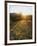 Organ Pipe Cactus Nm, Sunrise Onan Organ Pipe and California Poppy-Christopher Talbot Frank-Framed Photographic Print