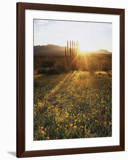 Organ Pipe Cactus Nm, Sunrise Onan Organ Pipe and California Poppy-Christopher Talbot Frank-Framed Photographic Print