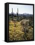 Organ Pipe Cactus Nm, Wildflowers around Jumping Cholla and Saguaro-Christopher Talbot Frank-Framed Stretched Canvas