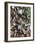 Organ Pipe Cactus Nm, Woolly Daisy Growing Out of a Riverbed-Christopher Talbot Frank-Framed Photographic Print