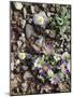 Organ Pipe Cactus Nm, Woolly Daisy Growing Out of a Riverbed-Christopher Talbot Frank-Mounted Photographic Print