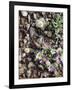 Organ Pipe Cactus Nm, Woolly Daisy Growing Out of a Riverbed-Christopher Talbot Frank-Framed Photographic Print