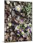 Organ Pipe Cactus Nm, Woolly Daisy Growing Out of a Riverbed-Christopher Talbot Frank-Mounted Photographic Print