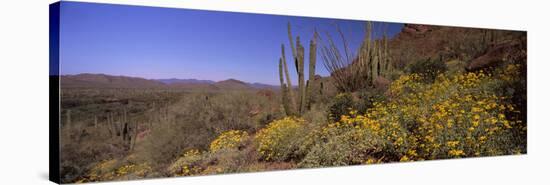 Organ Pipe Cactus (Stenocereus Thurberi) on a Landscape, Organ Pipe Cactus National Monument, Ar...-null-Stretched Canvas