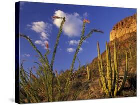 Organ Pipe Cactus with Ocotillo, Organ Pipe Cactus National Monument, Arizona, USA-Jamie & Judy Wild-Stretched Canvas