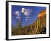 Organ Pipe Cactus with Ocotillo, Organ Pipe Cactus National Monument, Arizona, USA-Jamie & Judy Wild-Framed Photographic Print