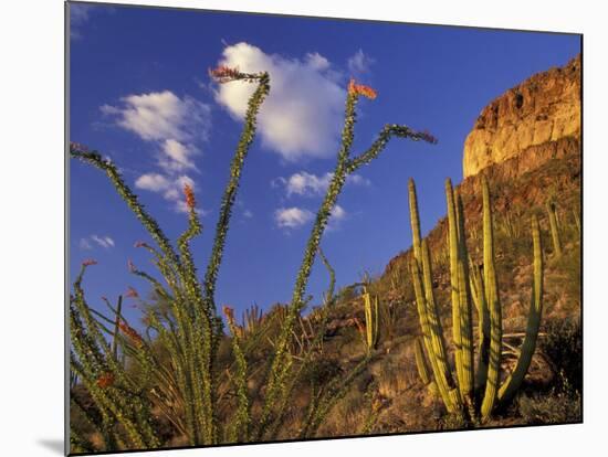 Organ Pipe Cactus with Ocotillo, Organ Pipe Cactus National Monument, Arizona, USA-Jamie & Judy Wild-Mounted Photographic Print