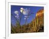 Organ Pipe Cactus with Ocotillo, Organ Pipe Cactus National Monument, Arizona, USA-Jamie & Judy Wild-Framed Photographic Print