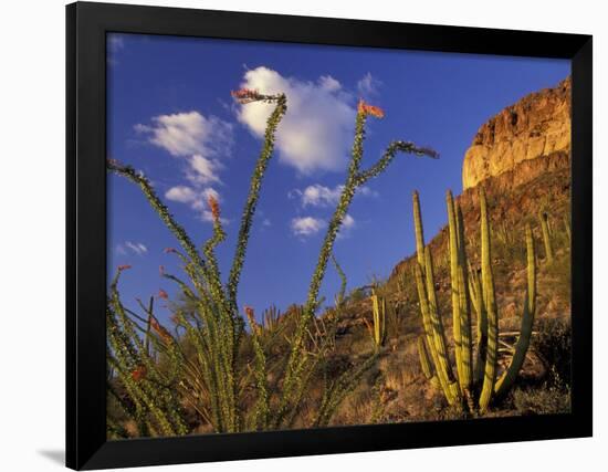 Organ Pipe Cactus with Ocotillo, Organ Pipe Cactus National Monument, Arizona, USA-Jamie & Judy Wild-Framed Photographic Print