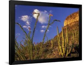 Organ Pipe Cactus with Ocotillo, Organ Pipe Cactus National Monument, Arizona, USA-Jamie & Judy Wild-Framed Photographic Print