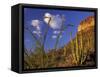 Organ Pipe Cactus with Ocotillo, Organ Pipe Cactus National Monument, Arizona, USA-Jamie & Judy Wild-Framed Stretched Canvas