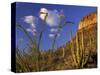 Organ Pipe Cactus with Ocotillo, Organ Pipe Cactus National Monument, Arizona, USA-Jamie & Judy Wild-Stretched Canvas