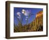 Organ Pipe Cactus with Ocotillo, Organ Pipe Cactus National Monument, Arizona, USA-Jamie & Judy Wild-Framed Photographic Print