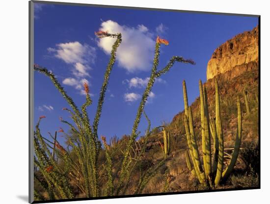 Organ Pipe Cactus with Ocotillo, Organ Pipe Cactus National Monument, Arizona, USA-Jamie & Judy Wild-Mounted Photographic Print