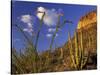 Organ Pipe Cactus with Ocotillo, Organ Pipe Cactus National Monument, Arizona, USA-Jamie & Judy Wild-Stretched Canvas