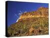 Organ Pipe Forest with Saguaro, Organ Pipe Cactus National Monument, Arizona, USA-Jamie & Judy Wild-Stretched Canvas