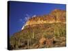 Organ Pipe Forest with Saguaro, Organ Pipe Cactus National Monument, Arizona, USA-Jamie & Judy Wild-Stretched Canvas