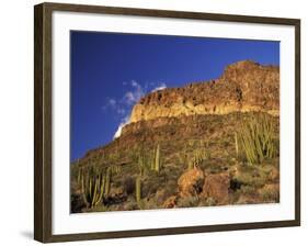 Organ Pipe Forest with Saguaro, Organ Pipe Cactus National Monument, Arizona, USA-Jamie & Judy Wild-Framed Photographic Print