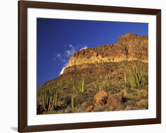 Organ Pipe Forest with Saguaro, Organ Pipe Cactus National Monument, Arizona, USA-Jamie & Judy Wild-Framed Photographic Print