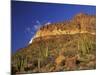 Organ Pipe Forest with Saguaro, Organ Pipe Cactus National Monument, Arizona, USA-Jamie & Judy Wild-Mounted Photographic Print
