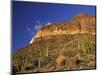 Organ Pipe Forest with Saguaro, Organ Pipe Cactus National Monument, Arizona, USA-Jamie & Judy Wild-Mounted Photographic Print