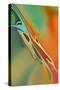 Organic Abstract Orange And Olive Green-Cora Niele-Stretched Canvas
