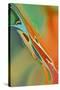 Organic Abstract Orange And Olive Green-Cora Niele-Stretched Canvas