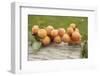 Organic Apricots on Branch with Leaves on Wood-Eising Studio - Food Photo and Video-Framed Photographic Print
