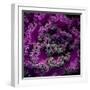 Organic Artistry-Steven Maxx-Framed Photographic Print