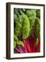 Organic Chard in a Green House, Savannah, Georgia, USA-Joanne Wells-Framed Photographic Print