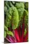 Organic Chard in a Green House, Savannah, Georgia, USA-Joanne Wells-Mounted Photographic Print