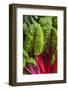 Organic Chard in a Green House, Savannah, Georgia, USA-Joanne Wells-Framed Photographic Print