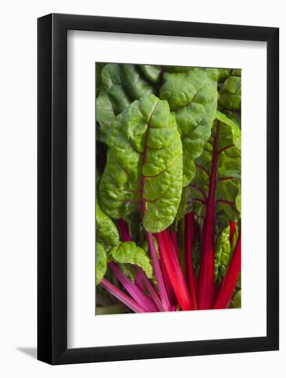 Organic Chard in a Green House, Savannah, Georgia, USA-Joanne Wells-Framed Photographic Print