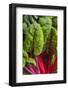 Organic Chard in a Green House, Savannah, Georgia, USA-Joanne Wells-Framed Photographic Print