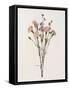 Organic Floral I-Natalie Carpentieri-Framed Stretched Canvas