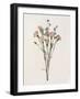 Organic Floral I-Natalie Carpentieri-Framed Art Print