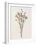 Organic Floral I-Natalie Carpentieri-Framed Art Print
