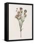 Organic Floral II-Natalie Carpentieri-Framed Stretched Canvas