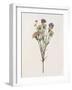 Organic Floral II-Natalie Carpentieri-Framed Art Print